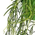 Cascading green plant with elongated leaves in a vibrant pot against a white background.