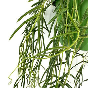 Cascading green plant with elongated leaves in a vibrant pot against a white background.