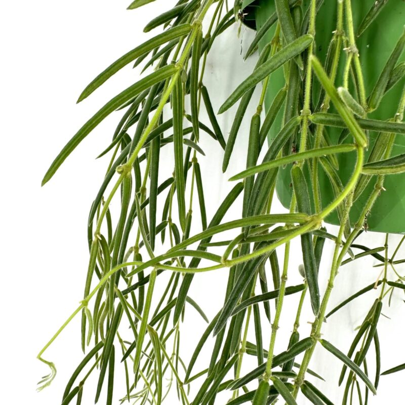 Graceful Greenery: A Modern Cascading Plant Display Cascading green plant with elongated leaves in a vibrant pot against a white background.