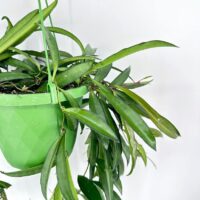 Hoya Wayetii Wax Plant
