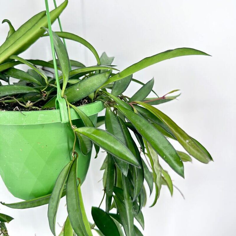 Hoya Wayetii Wax Plant Hoya Wayetii Wax Plant