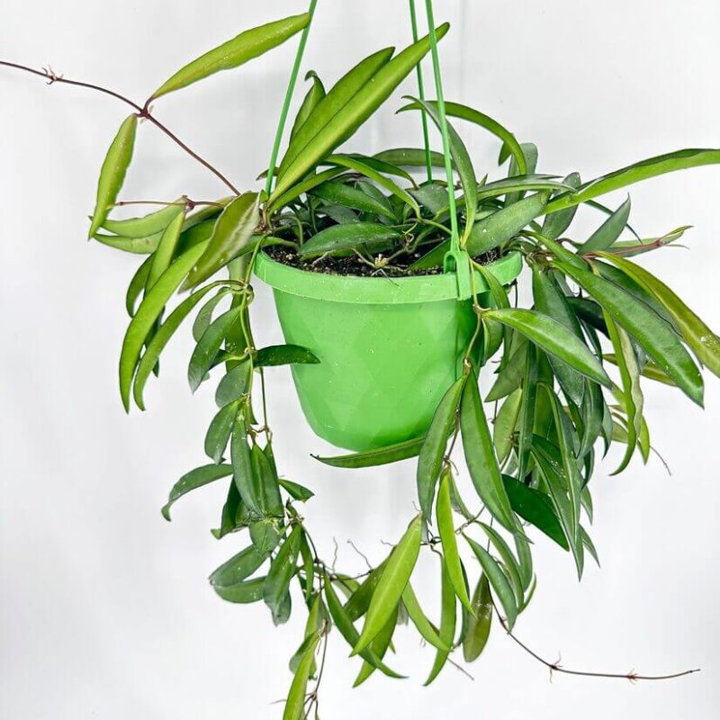 Hoya Wayetii Wax Plant Hoya Wayetii Wax Plant