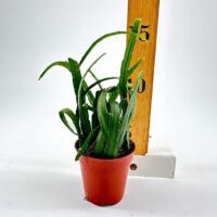 Lepismium Bolivianum Chain Succulent
