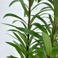 Lily Lilium Asiaticum 13cm pot