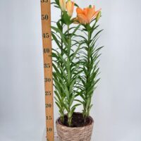 Lily Lilium Asiaticum 13cm pot