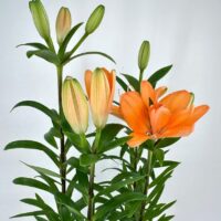 Lily Lilium Asiaticum 13cm pot