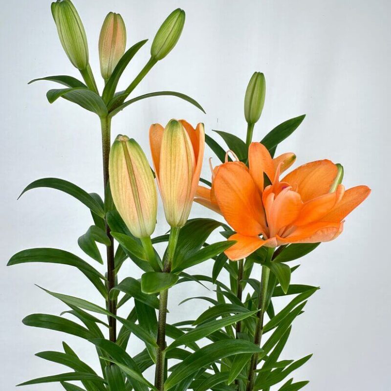 Lily Lilium Asiaticum 13cm pot Lily Lilium Asiaticum 13cm pot