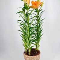 Lily Lilium Asiaticum 13cm pot