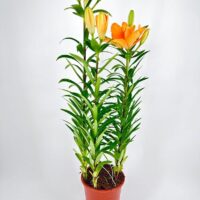 Lily Lilium Asiaticum 13cm pot