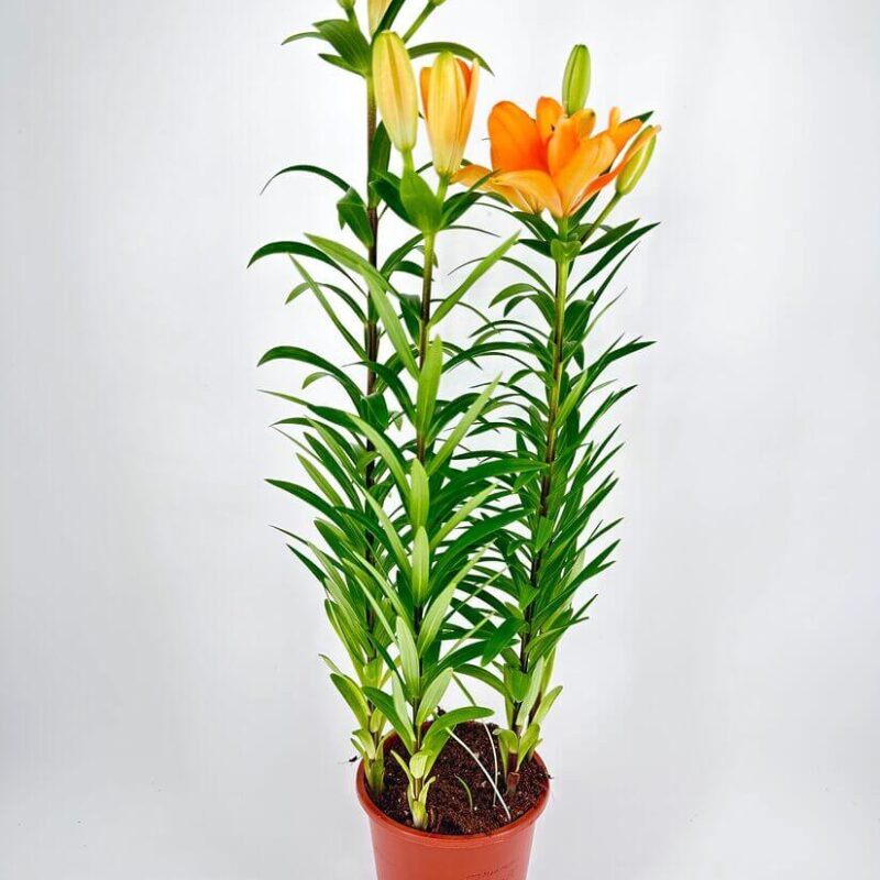 Lily Lilium Asiaticum 13cm pot Lily Lilium Asiaticum 13cm pot
