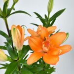 Lily Lilium Asiaticum 13cm pot