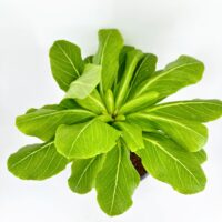 Overhead view of potted bok choy (pak choi) rosette, fresh leafy Asian vegetable, white background.