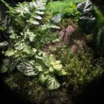 KCA Classic Terrarium Workshops