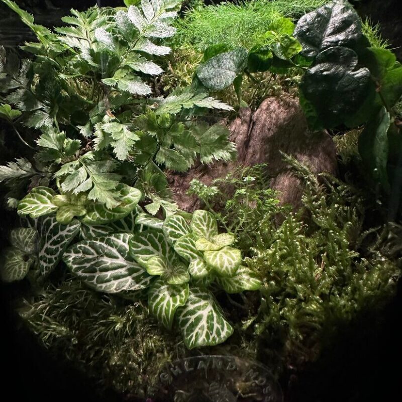 terrarium workshop