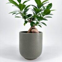bonsai Minimalistic Sage Green Planter