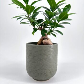 Minimalistic Sage Green Planter