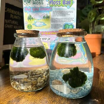 Marimo moss balls in decorative jars with colourful background and natural accents.