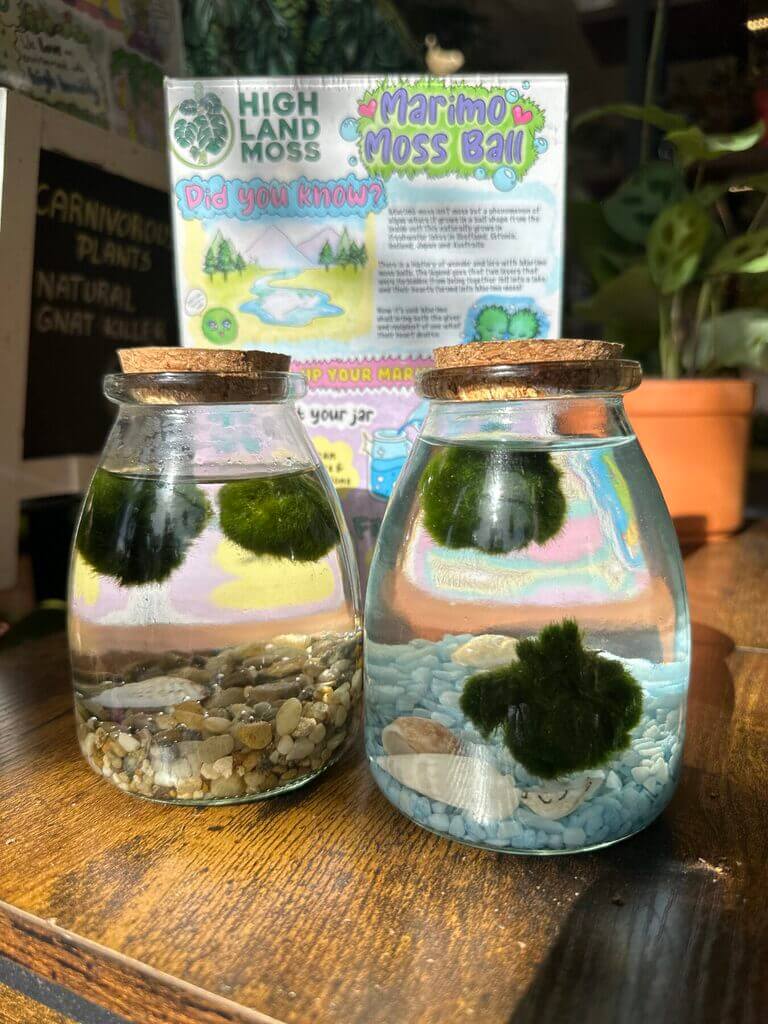 Marimo moss balls in decorative jars with colourful background and natural accents.