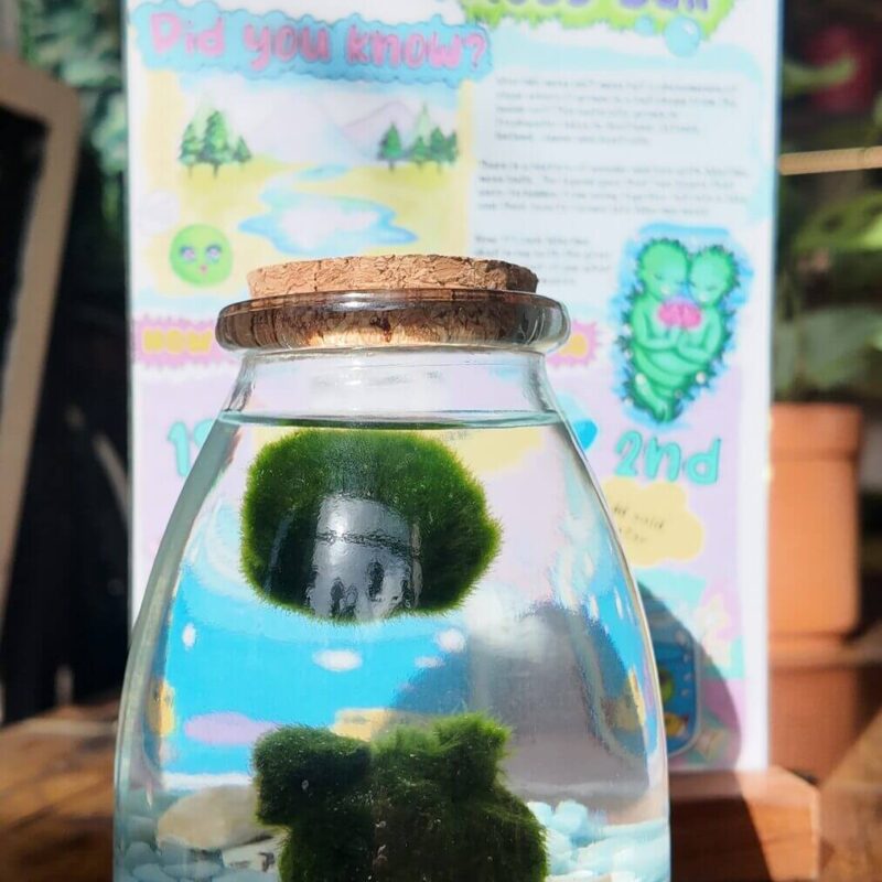 Elegant Marimo Moss Balls Display in Glass Jar Marimo moss balls in glass jar with blue gravel, seashells, and educational poster display.