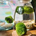 Aquatic moss display on cork with glass jars in colourful, nature-inspired indoor setting.