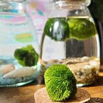 Marimo Moss 40 Imperfect + 5 Regular