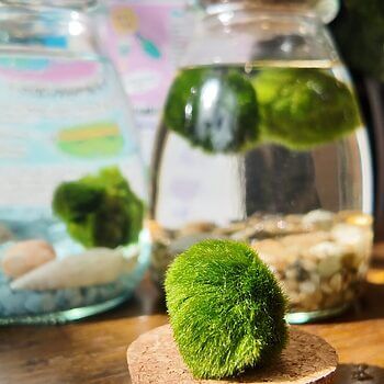 Aquatic moss display on cork with glass jars in colourful, nature-inspired indoor setting.