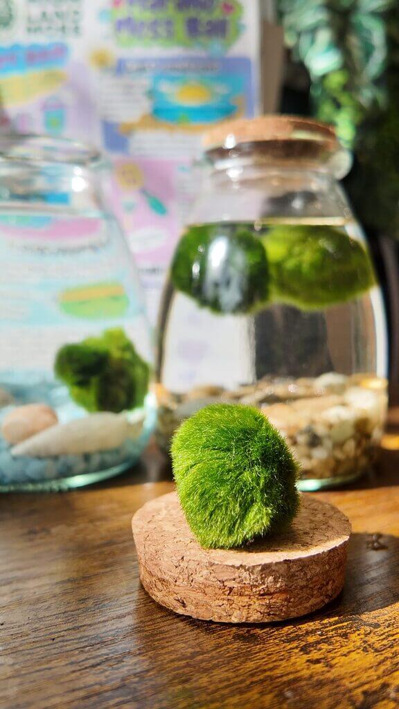 Aquatic moss display on cork with glass jars in colourful, nature-inspired indoor setting.