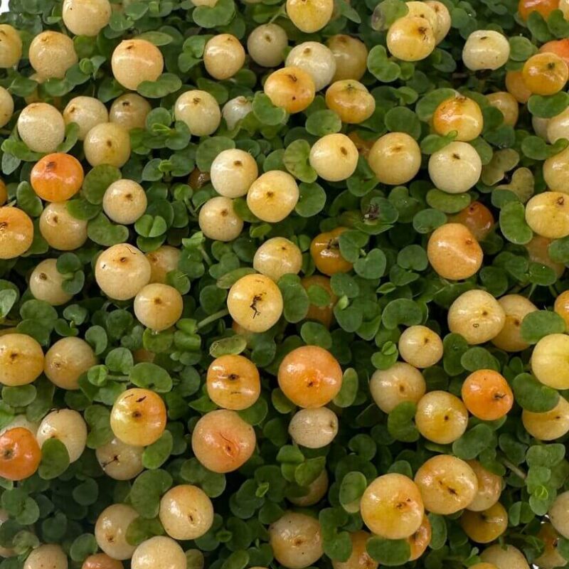 Features: Bright Berries: Produces tiny, glossy orange berries that beautifully contrast with its lush green foliage. Compact Growth: Ideal for small spaces, terrariums, or decorative displays. Terrarium-Friendly: Thrives in the consistent humidity of closed or open terrariums. Care Guide: Light: Prefers bright, indirect light. Avoid direct sunlight, which can scorch the foliage. Water: Keep the soil evenly moist but avoid waterlogging. Use a well-draining potting mix. Humidity: Enjoys high humidity, making it perfect for terrariums or moisture-rich environments. Temperature: Thrives in cool to moderate temperatures between 10-20°C. Feeding: Feed with a diluted, balanced fertiliser during the growing season (spring and summer). Troubleshooting: Yellowing Leaves: Often a sign of overwatering or poor drainage. No Berries: Ensure the plant receives enough light and consistent moisture. Why Choose Nertera granadensis? This unique, bead-like plant adds a stunning visual element to terrariums, indoor gardens, and decorative displays. Its compact size and vibrant berries make it a standout choice for plant collectors and enthusiasts. Perfect For: Terrariums: Thrives in high humidity and compact spaces. Decorative Bowls and Small Indoor Spaces: Adds charm and vibrant colour. Features: Bright Berries: Produces tiny, glossy orange berries that beautifully contrast with its lush green foliage. Compact Growth: Ideal for small spaces, terrariums, or decorative displays. Terrarium-Friendly: Thrives in the consistent humidity of closed or open terrariums. Care Guide: Light: Prefers bright, indirect light. Avoid direct sunlight, which can scorch the foliage. Water: Keep the soil evenly moist but avoid waterlogging. Use a well-draining potting mix. Humidity: Enjoys high humidity, making it perfect for terrariums or moisture-rich environments. Temperature: Thrives in cool to moderate temperatures between 10-20°C. Feeding: Feed with a diluted, balanced fertiliser during the growing season (spring and summer). Troubleshooting: Yellowing Leaves: Often a sign of overwatering or poor drainage. No Berries: Ensure the plant receives enough light and consistent moisture. Why Choose Nertera granadensis? This unique, bead-like plant adds a stunning visual element to terrariums, indoor gardens, and decorative displays. Its compact size and vibrant berries make it a standout choice for plant collectors and enthusiasts. Perfect For: Terrariums: Thrives in high humidity and compact spaces. Decorative Bowls and Small Indoor Spaces: Adds charm and vibrant colour.