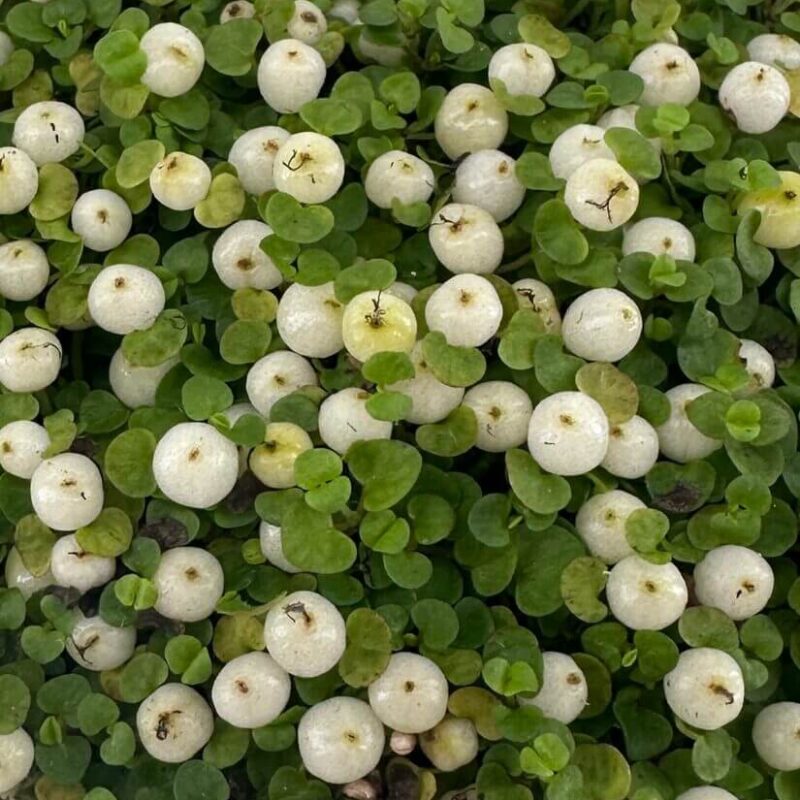 Features: Bright Berries: Produces tiny, glossy orange berries that beautifully contrast with its lush green foliage. Compact Growth: Ideal for small spaces, terrariums, or decorative displays. Terrarium-Friendly: Thrives in the consistent humidity of closed or open terrariums. Care Guide: Light: Prefers bright, indirect light. Avoid direct sunlight, which can scorch the foliage. Water: Keep the soil evenly moist but avoid waterlogging. Use a well-draining potting mix. Humidity: Enjoys high humidity, making it perfect for terrariums or moisture-rich environments. Temperature: Thrives in cool to moderate temperatures between 10-20°C. Feeding: Feed with a diluted, balanced fertiliser during the growing season (spring and summer). Troubleshooting: Yellowing Leaves: Often a sign of overwatering or poor drainage. No Berries: Ensure the plant receives enough light and consistent moisture. Why Choose Nertera granadensis? This unique, bead-like plant adds a stunning visual element to terrariums, indoor gardens, and decorative displays. Its compact size and vibrant berries make it a standout choice for plant collectors and enthusiasts. Perfect For: Terrariums: Thrives in high humidity and compact spaces. Decorative Bowls and Small Indoor Spaces: Adds charm and vibrant colour. Features: Bright Berries: Produces tiny, glossy orange berries that beautifully contrast with its lush green foliage. Compact Growth: Ideal for small spaces, terrariums, or decorative displays. Terrarium-Friendly: Thrives in the consistent humidity of closed or open terrariums. Care Guide: Light: Prefers bright, indirect light. Avoid direct sunlight, which can scorch the foliage. Water: Keep the soil evenly moist but avoid waterlogging. Use a well-draining potting mix. Humidity: Enjoys high humidity, making it perfect for terrariums or moisture-rich environments. Temperature: Thrives in cool to moderate temperatures between 10-20°C. Feeding: Feed with a diluted, balanced fertiliser during the growing season (spring and summer). Troubleshooting: Yellowing Leaves: Often a sign of overwatering or poor drainage. No Berries: Ensure the plant receives enough light and consistent moisture. Why Choose Nertera granadensis? This unique, bead-like plant adds a stunning visual element to terrariums, indoor gardens, and decorative displays. Its compact size and vibrant berries make it a standout choice for plant collectors and enthusiasts. Perfect For: Terrariums: Thrives in high humidity and compact spaces. Decorative Bowls and Small Indoor Spaces: Adds charm and vibrant colour.