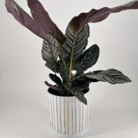 White Plastic Planter with Rustic Golden Lines 15cm calathea ornata