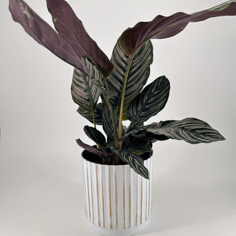 White Plastic Planter with Rustic Golden Lines 15cm calathea ornata White Plastic Planter with Rustic Golden Lines 15cm calathea ornata