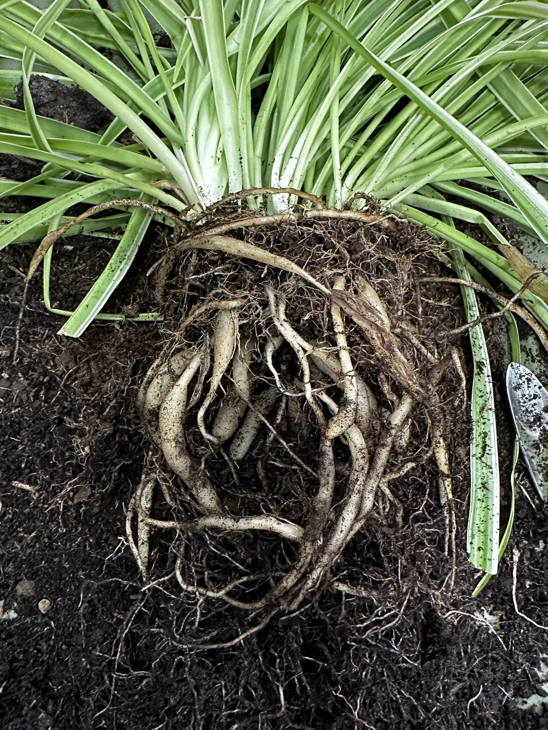 Root bound spider plant with dense tangled roots circling the pot showing need for repotting