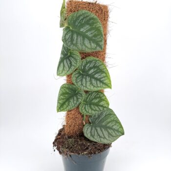 Monstera Dubia Shingle Plant