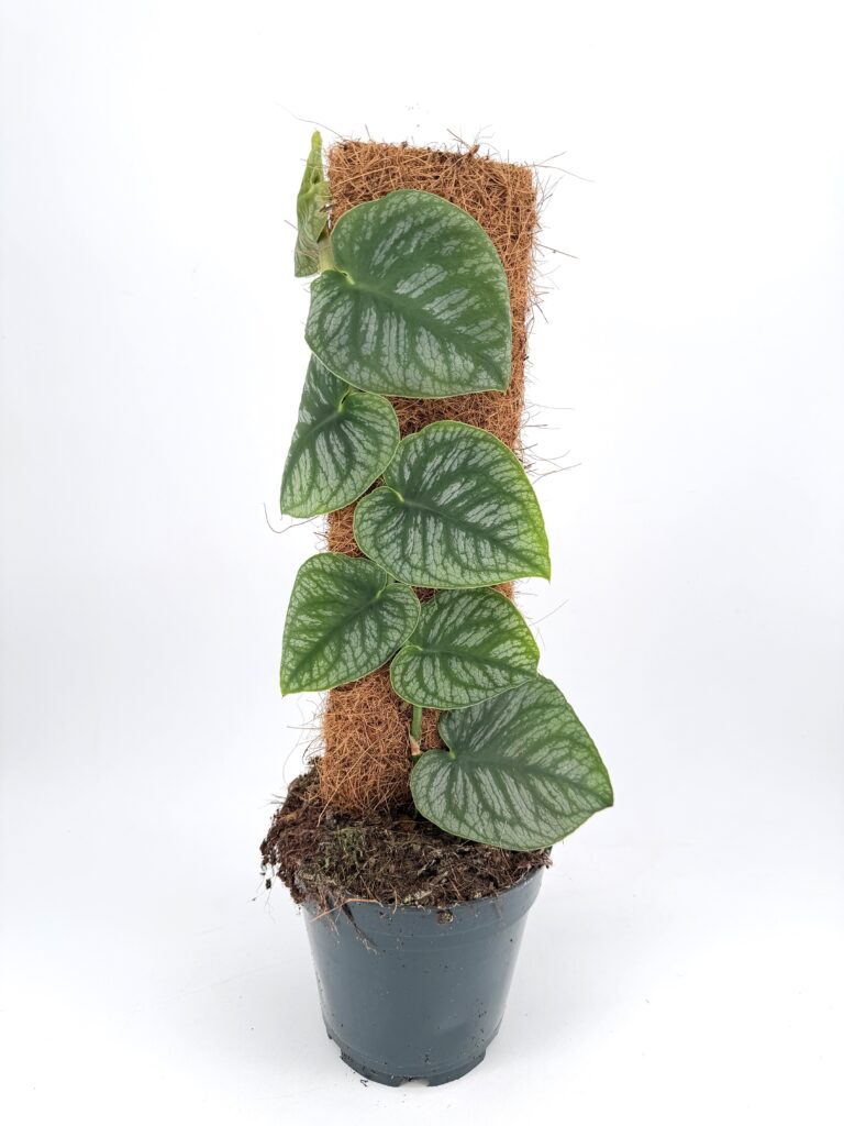 Monstera Dubia Shingle Plant