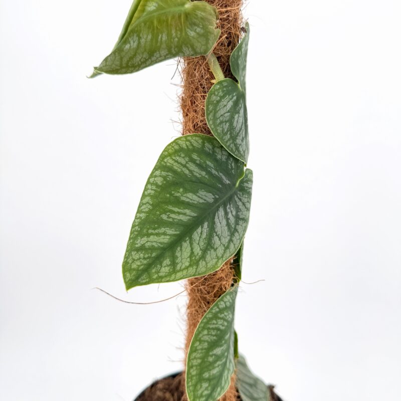 Monstera Dubia Shingle Plant Climbing Monstera dubia leaves growing flat against moss pole support