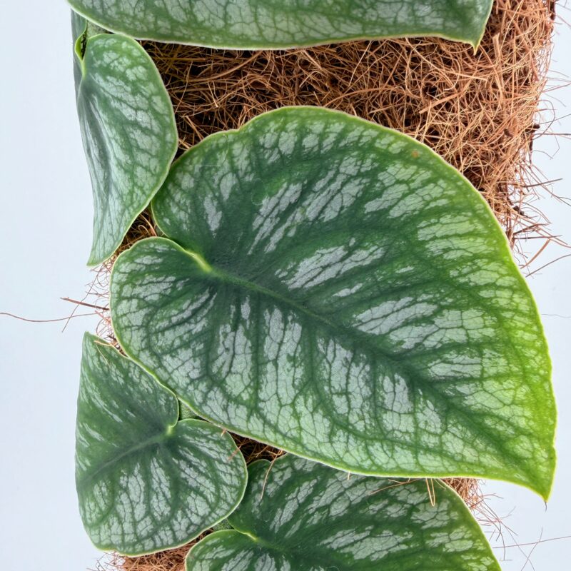 Monstera Dubia Shingle Plant Monstera dubia foliage close up showing silver patterned leaves