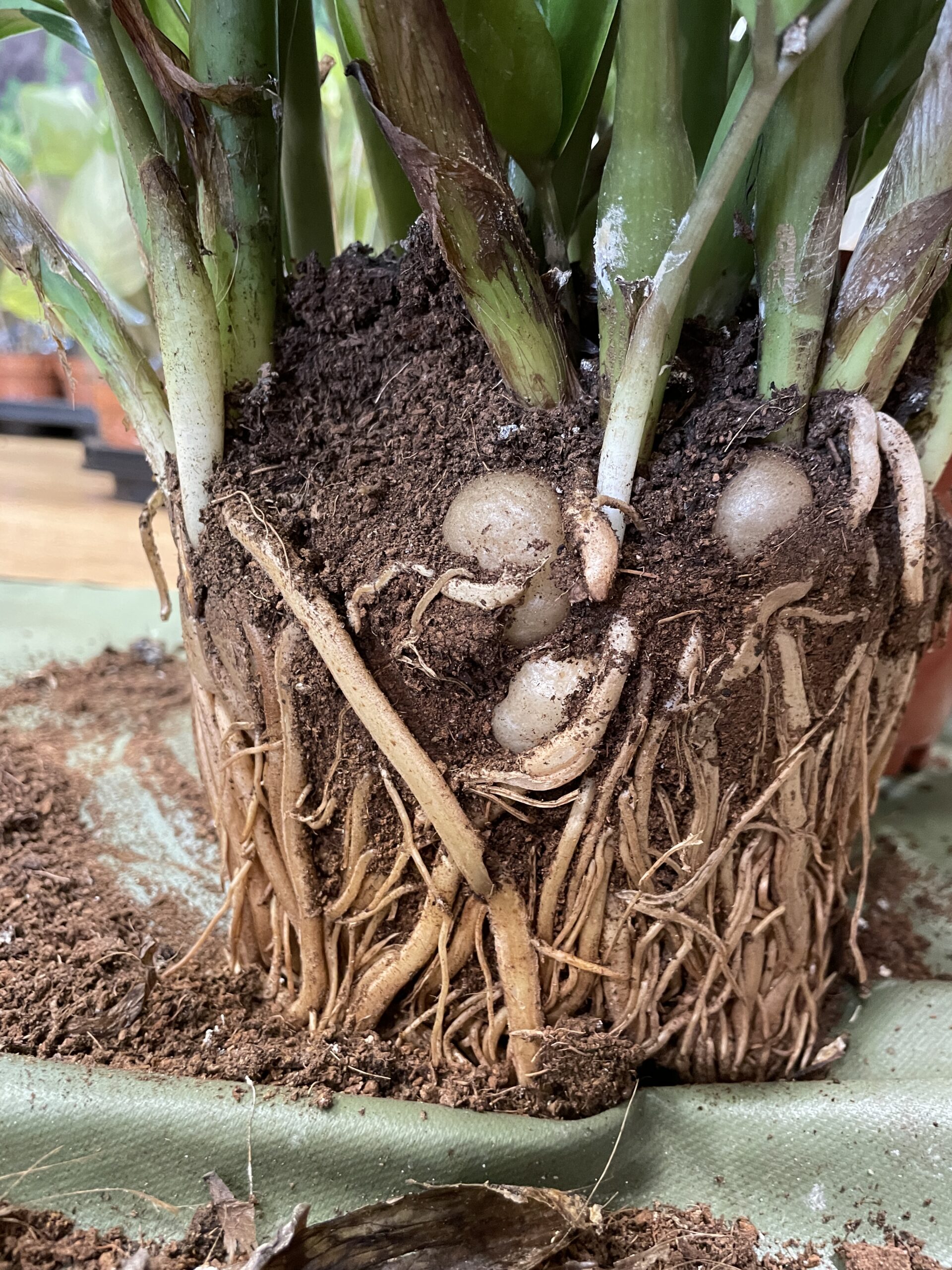 Severely root bound houseplant with roots wrapping around inside plastic nursery pot