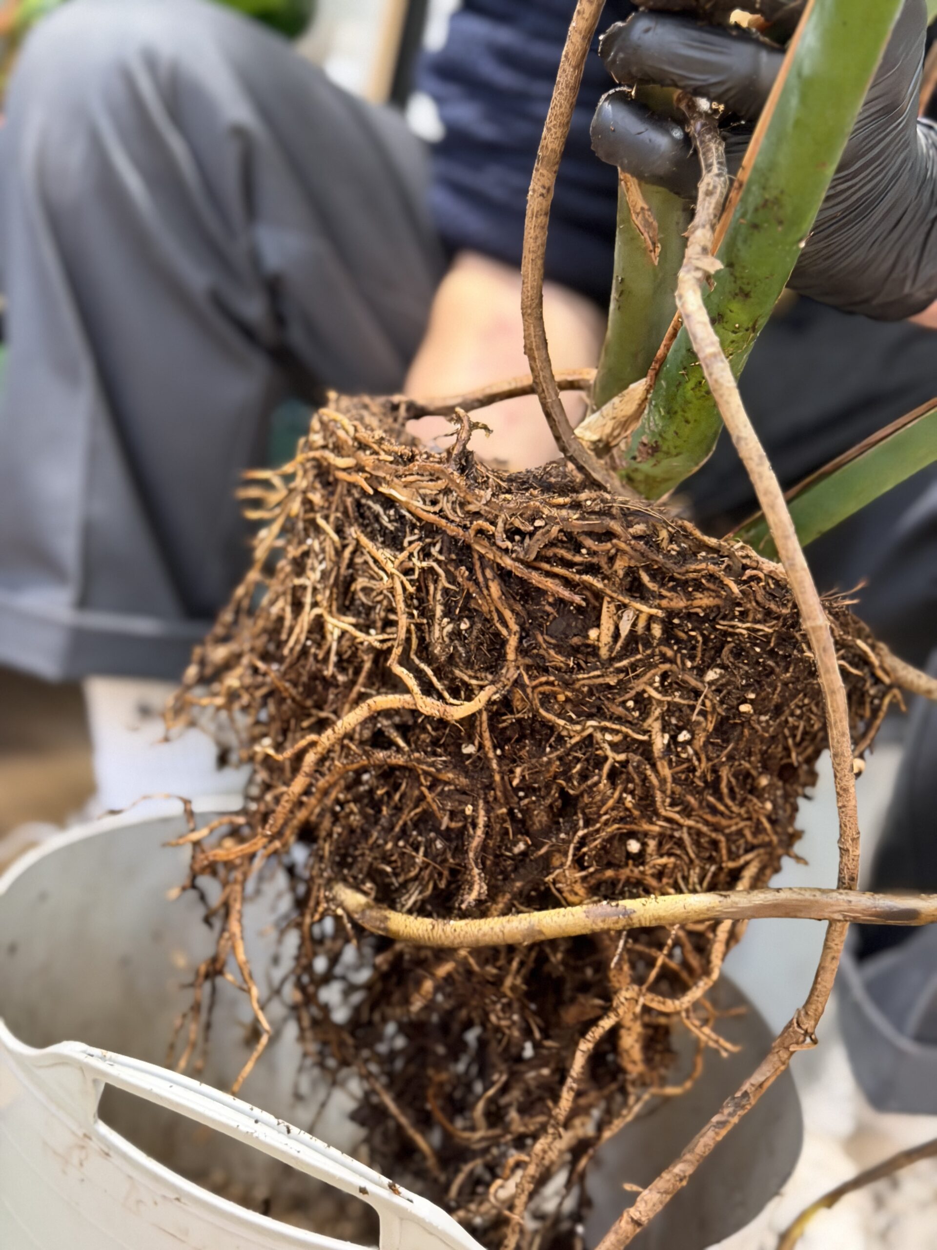how to repot Monstera plant with fresh potting soil and correct pot size