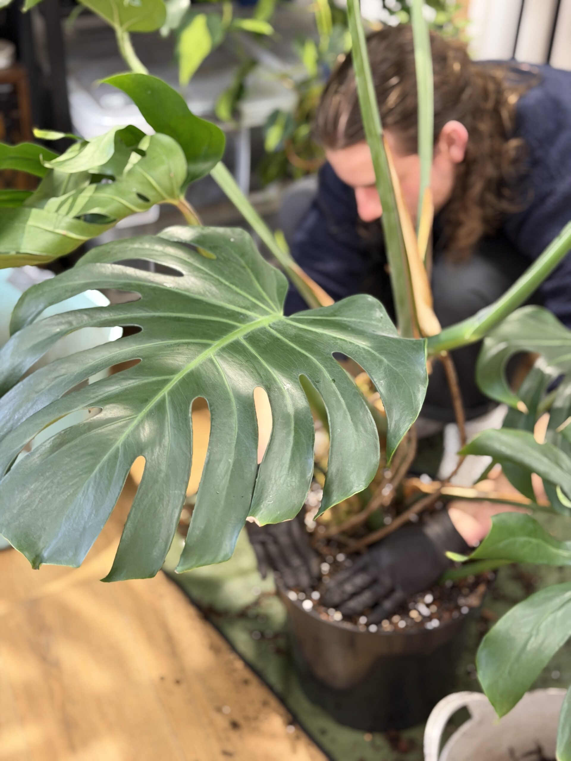 root bound plant showing compact roots and need for larger pot during repotting