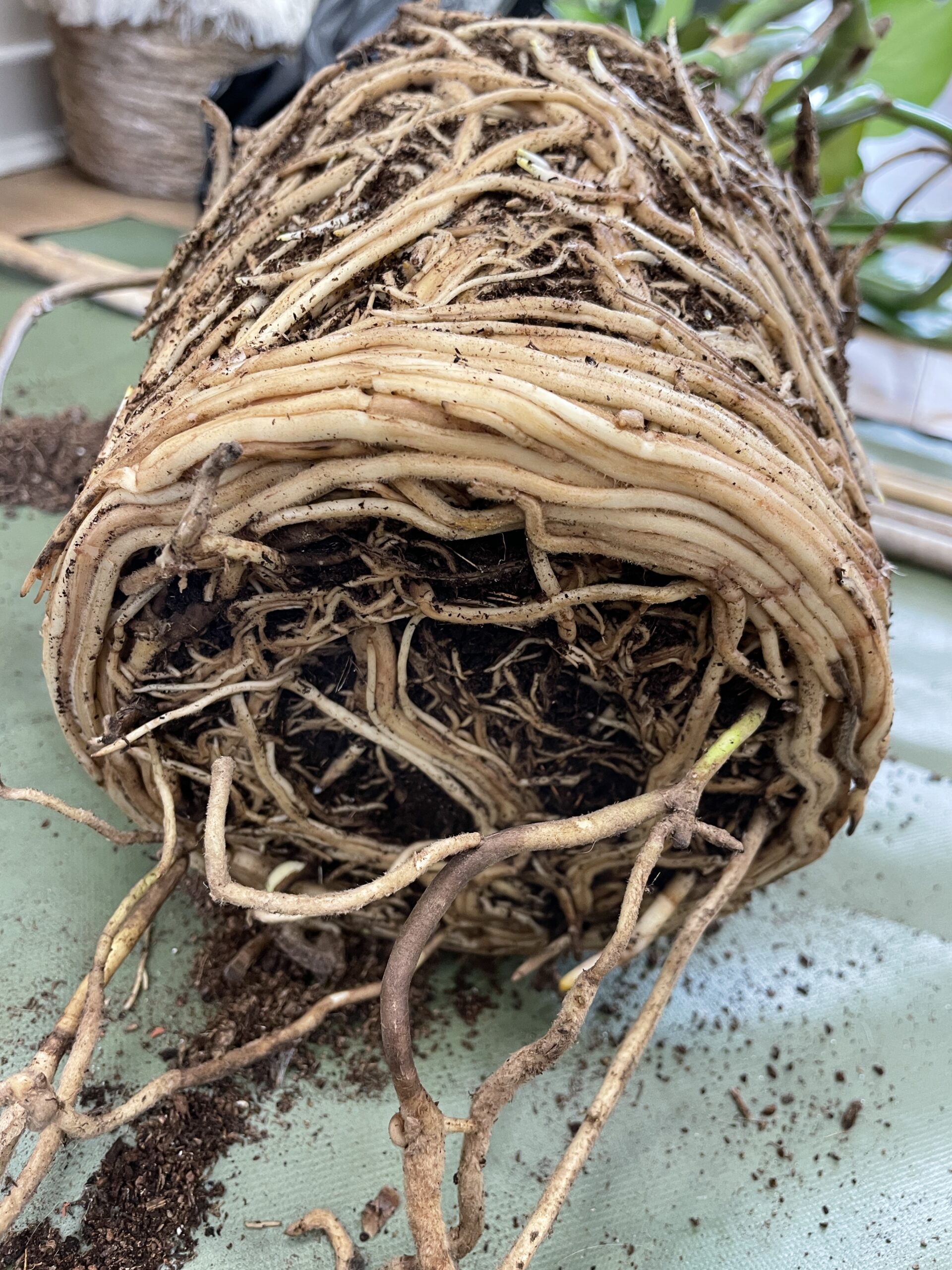 Extremely root bound plant with roots forming a dense circular pattern at the base of the pot