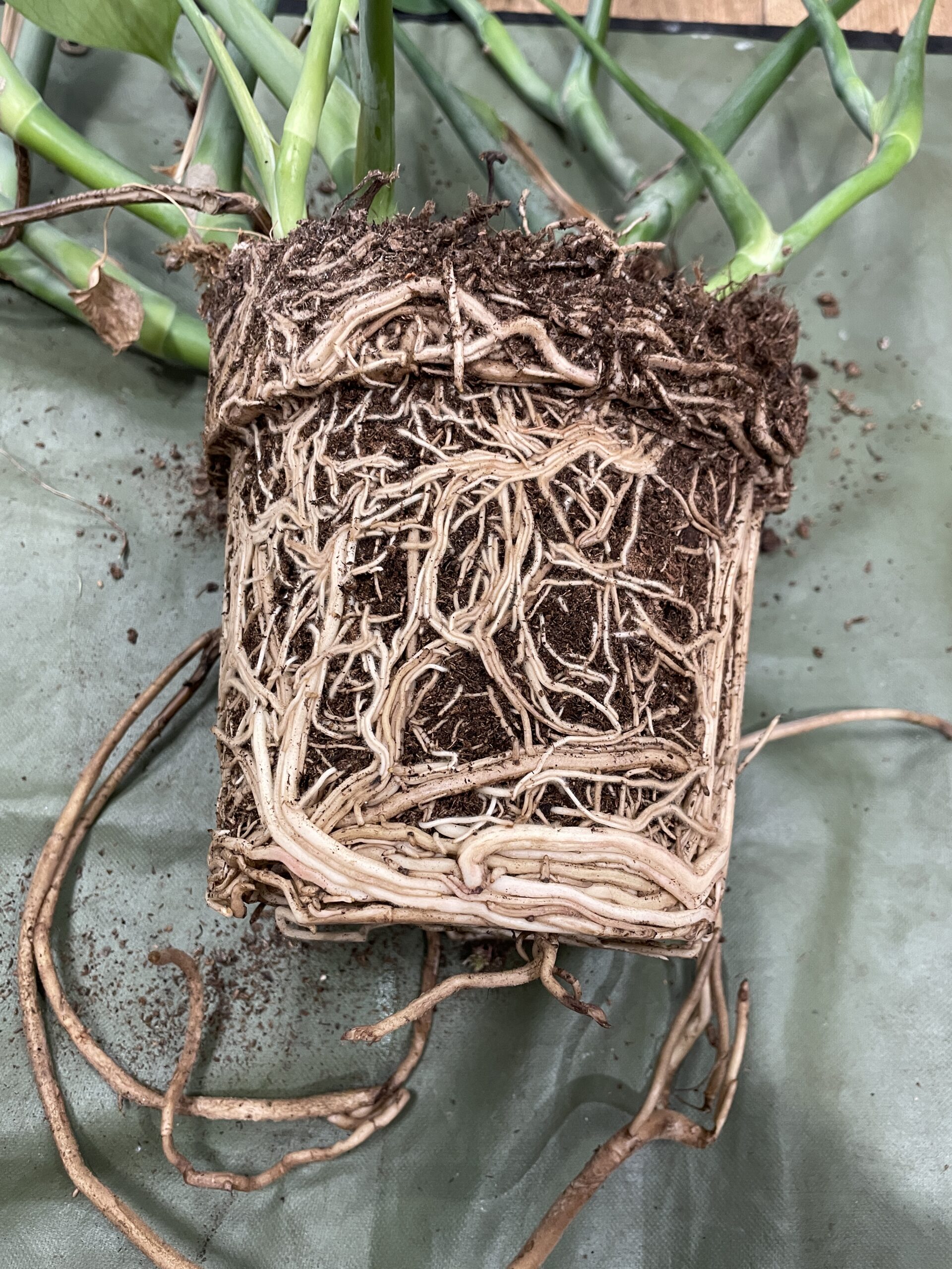 What Pot Size Should You Use When Repotting Plants?