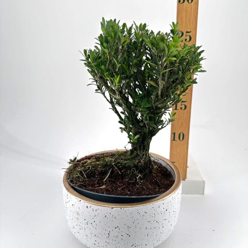 Charming Bonsai Plant in Elegant Pot Elegant bonsai plant in a modern pot with lush green leaves and intricate branches.