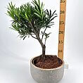 Elegant 25cm potted bonsai plant in a textured grey pot with natural mulch details.