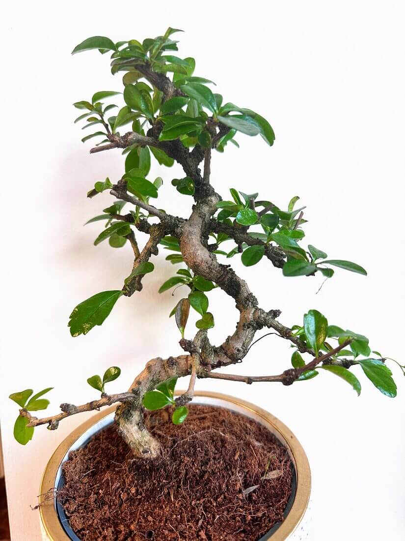 Beautiful bonsai tree art in a ceramic pot, showcasing intricate branches and vibrant foliage.