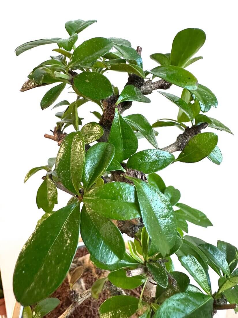 Lush bonsai tree with vibrant leaves and intricate trunk, showcasing exquisite craftsmanship and care.
