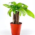 Vibrant potted plant with lush green leaves in a striking red pot against a white background.