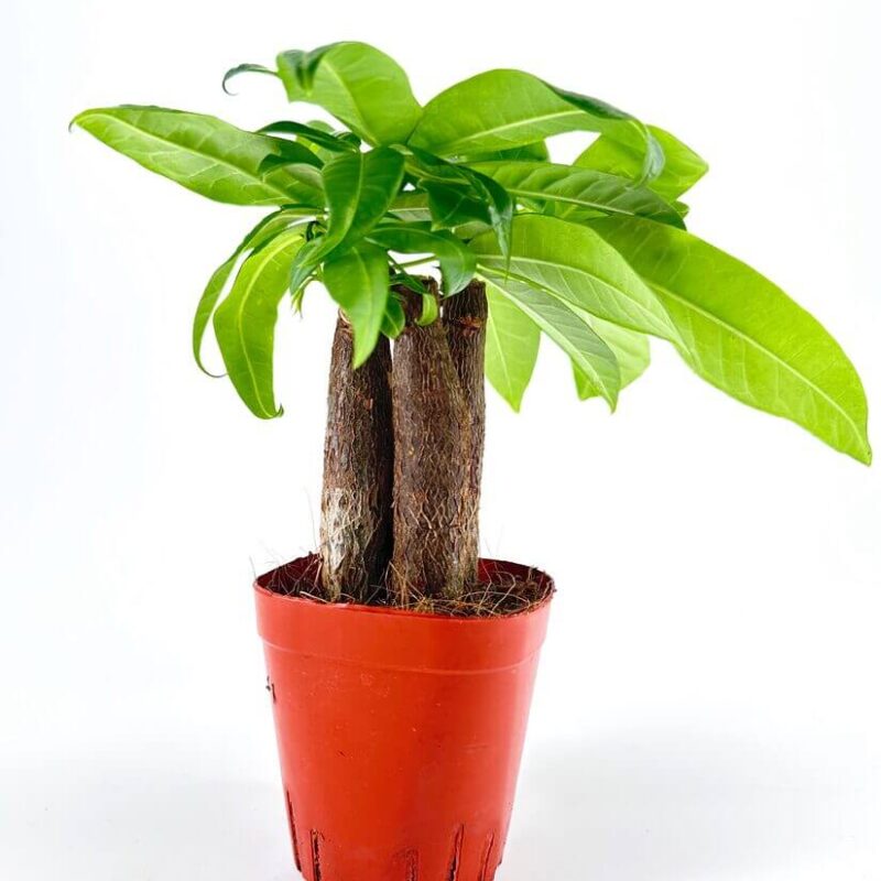 Lush Green Plant in Bold Red Pot Vibrant potted plant with lush green leaves in a striking red pot against a white background.