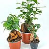 Vibrant potted plants in orange and black pots showcasing diverse sizes and lush green foliage.
