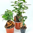 Vibrant potted plants in orange and black pots showcasing diverse sizes and lush green foliage.