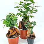Bonsai Tree Ficus Ginseng